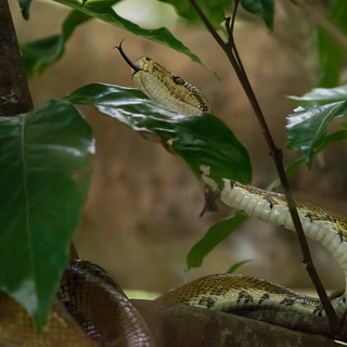 Sierpe - Boa constrictor